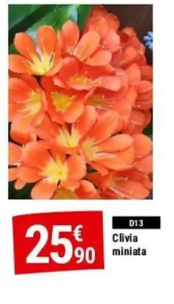 D13 Clivia miniata