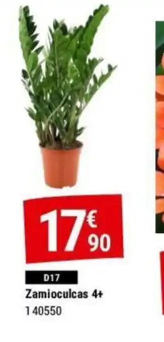 Zamioculcas 4