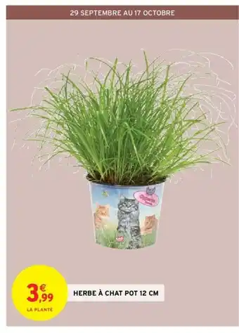 Intermarché Herbe a Chat [Pot 12 Cm offre