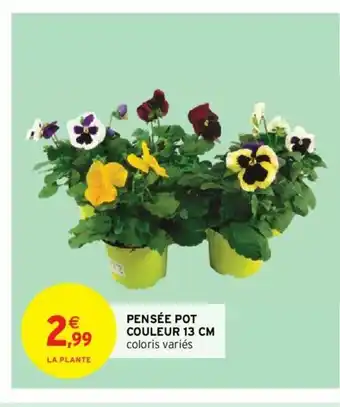 Pensée Pot Couleur 12 Cm