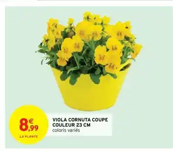 Intermarché Viola Cornuta Coupe Couleur 23cm offre