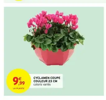 Cyclamen Coupe Couleur 23 cm