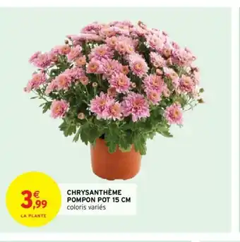 Intermarché Chrysanthéme Pompon Pot 15 cm offre