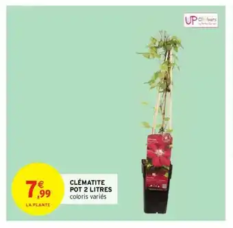 Intermarché Clématite Pot 2 Litres offre