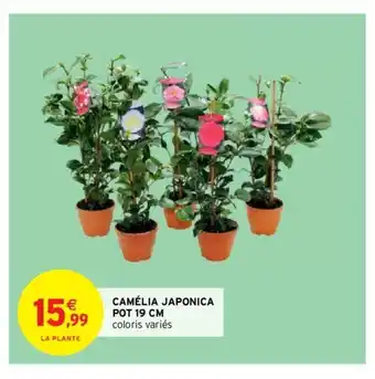 Camélia Japonica Pot 19 cm