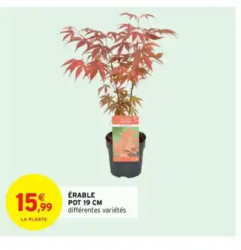 érable Pot 19 cm