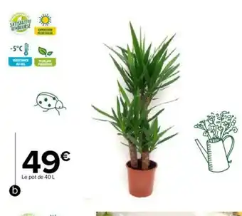 Carrefour Market Yucca offre