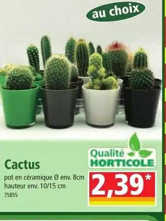 Cactus