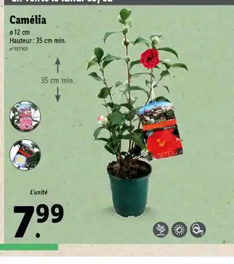 Lidl Camélia offre