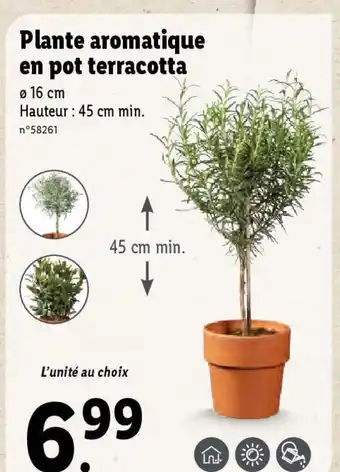 Lidl Plante aromatique en pot terracotta offre