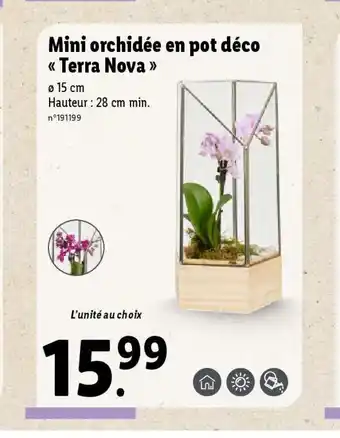 Lidl Mini orchidée en pot déco Terra Nova offre
