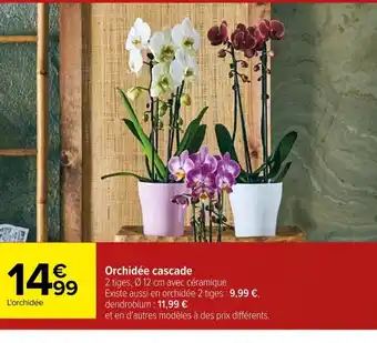 Carrefour Orchidée cascade offre