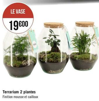 Terrarium 2 plantes