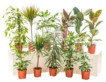 Auchan Plantes Vertes offre