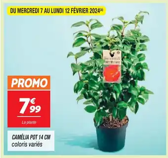 CAMÉLIA POT 14 CM