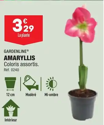 ALDI GARDENLINE® AMARYLLIS offre
