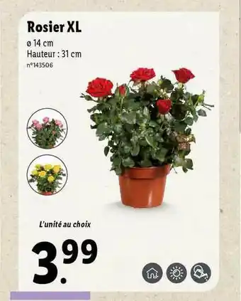 Lidl Rosier Xl offre