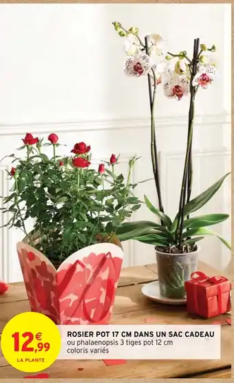 Intermarché ROSIER POT 17 CM DANS UN SAC CADEAU offre