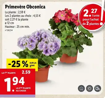Lidl Primevère Obconica offre
