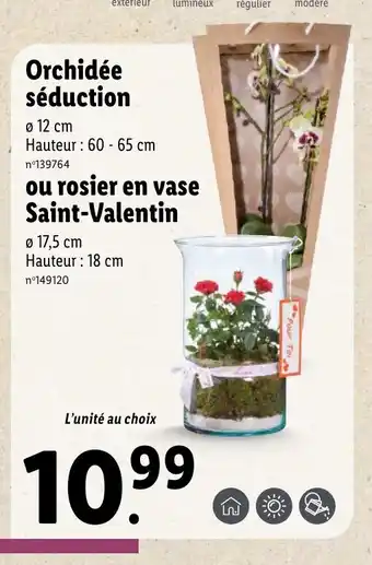 Lidl Orchidée séduction offre