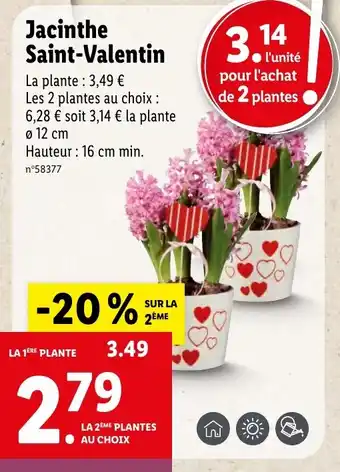 Lidl Jacinthe Saint-Valentin offre