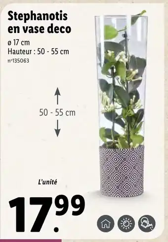 Lidl Stephanotis en vase deco offre