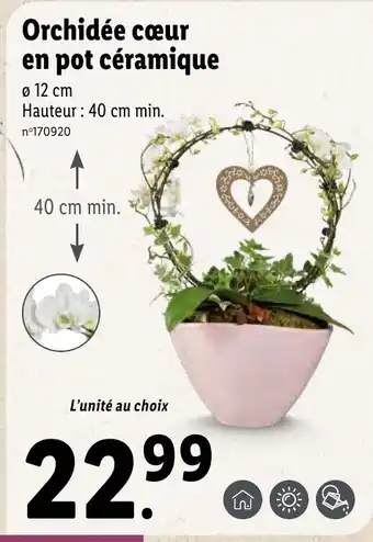Lidl Orchidée cœur en pot céramique offre