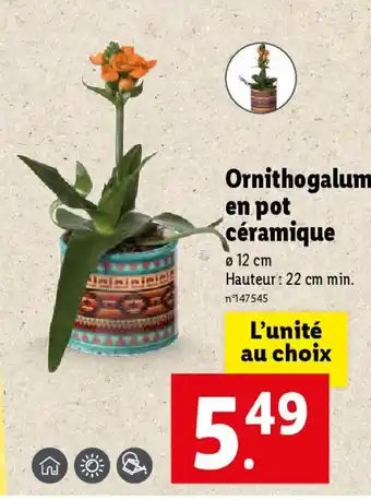 Lidl Ornithogalum en pot céramique offre