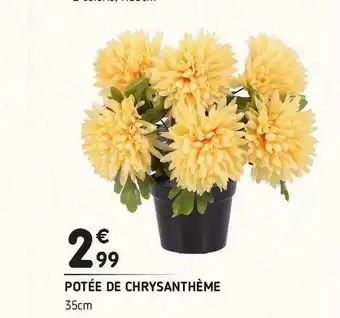 Potée de chrysanthème