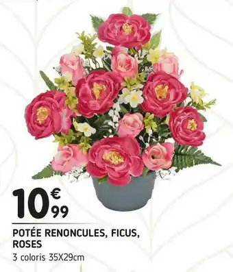 Potée renoncules, ficus, roses
