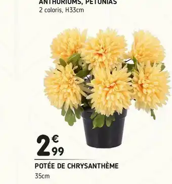 L'incroyable Potée de chrysanthème offre