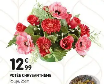 Potée chrysanthème
