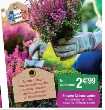Bruyère calluna variée