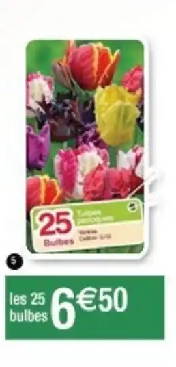 Tulipes perroquets en mélange