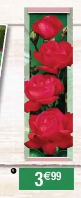 Cora x Carrefour Rosier grandes fleurs catégorie offre
