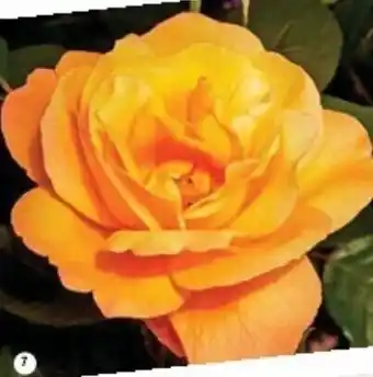Cora x Carrefour Rosier buisson grandes fleurs série générale offre