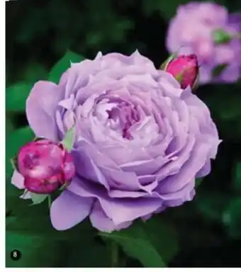 Cora x Carrefour Rosier buisson grandes fleurs offre