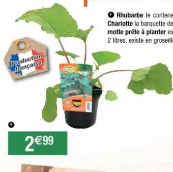 Rhubarbe