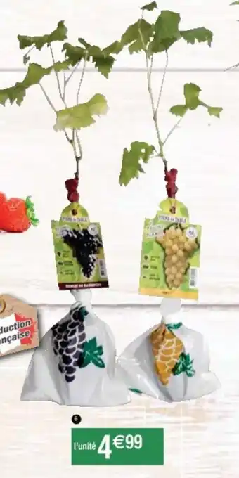 Cora x Carrefour Vigne de table en motte prête à planter offre