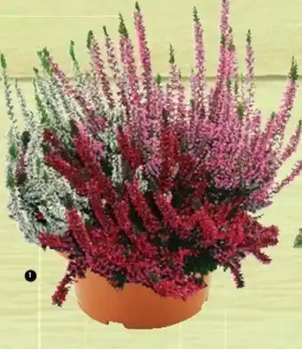 Cora x Carrefour Calluna naturelle tricolore offre
