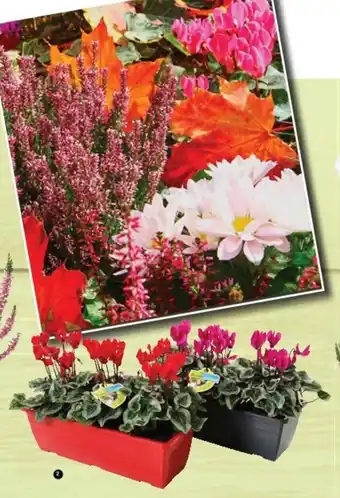 Cyclamen