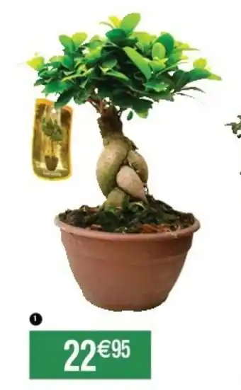 Cora x Carrefour Ficus ginseng bonsai offre