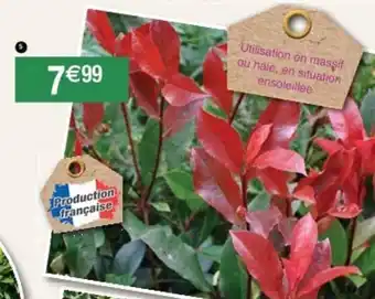 Cora x Carrefour Photinia red robin offre