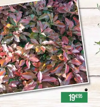 Cora x Carrefour Photinia red robin offre