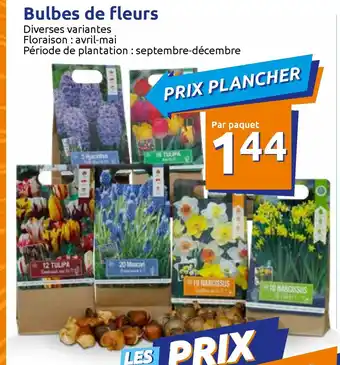 Action Bulbes de fleurs offre