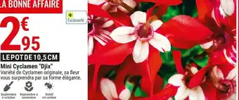 Gamm vert Mini cyclamen "djix" offre