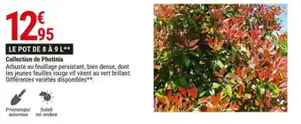 Collection de photinia