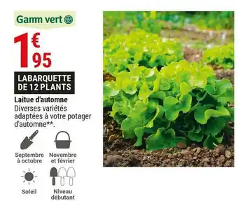 Gamm vert laitue d'automne