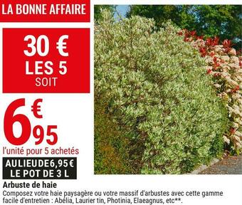 Arbuste de haie