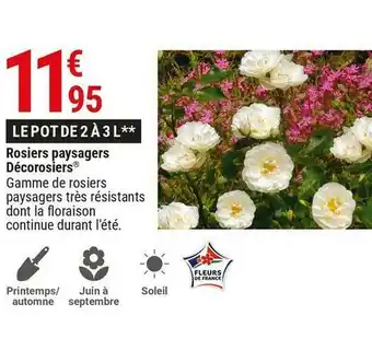 Rosiers paysagers décorosiers